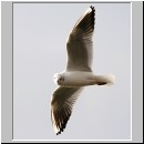 Larus ridibundus - Lachmoewe 16.jpg